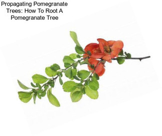 Propagating Pomegranate Trees: How To Root A Pomegranate Tree