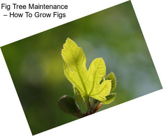 Fig Tree Maintenance – How To Grow Figs