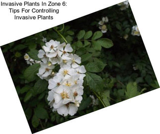 Invasive Plants In Zone 6: Tips For Controlling Invasive Plants