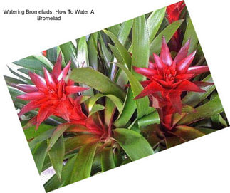 Watering Bromeliads: How To Water A Bromeliad