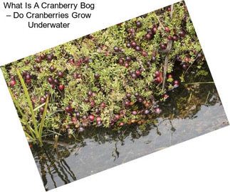 What Is A Cranberry Bog – Do Cranberries Grow Underwater