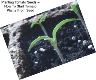 Planting Tomato Seeds – How To Start Tomato Plants From Seed