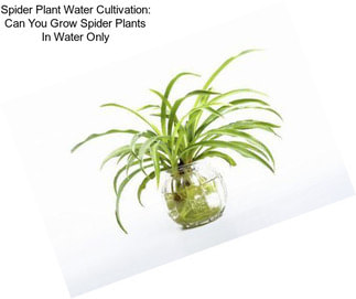 Spider Plant Water Cultivation: Can You Grow Spider Plants In Water Only