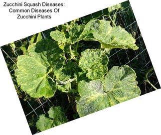 Zucchini Squash Diseases: Common Diseases Of Zucchini Plants