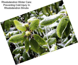 Rhododendron Winter Care: Preventing Cold Injury In Rhododendron Shrubs