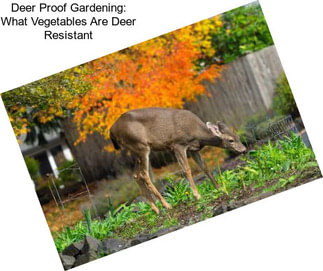 Deer Proof Gardening: What Vegetables Are Deer Resistant