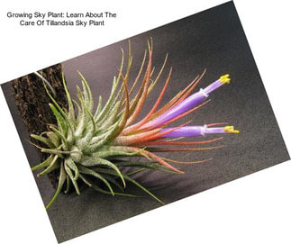 Growing Sky Plant: Learn About The Care Of Tillandsia Sky Plant