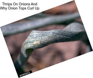 Thrips On Onions And Why Onion Tops Curl Up