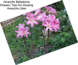 Amaryllis Belladonna Flowers: Tips For Growing Amaryllis Lilies