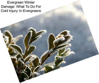 Evergreen Winter Damage: What To Do For Cold Injury In Evergreens