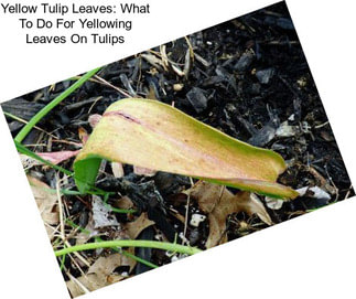 Yellow Tulip Leaves: What To Do For Yellowing Leaves On Tulips