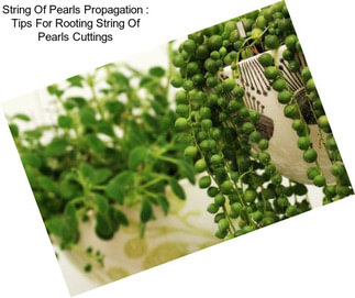 String Of Pearls Propagation : Tips For Rooting String Of Pearls Cuttings
