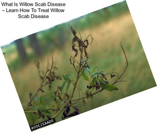 What Is Willow Scab Disease – Learn How To Treat Willow Scab Disease