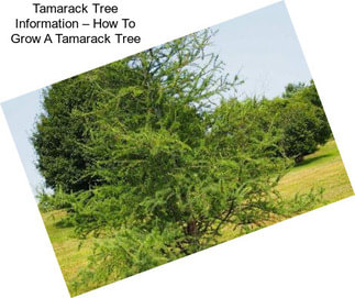 Tamarack Tree Information – How To Grow A Tamarack Tree