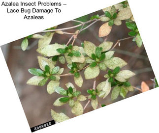 Azalea Insect Problems – Lace Bug Damage To Azaleas