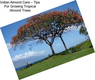 Indian Almond Care – Tips For Growing Tropical Almond Trees