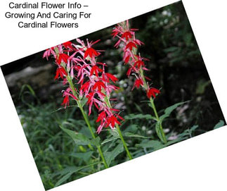 Cardinal Flower Info – Growing And Caring For Cardinal Flowers