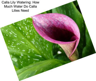 Calla Lily Watering: How Much Water Do Calla Lilies Need