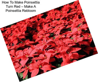 How To Make Poinsettia Turn Red – Make A Poinsettia Rebloom