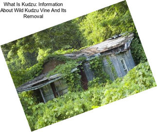 What Is Kudzu: Information About Wild Kudzu Vine And Its Removal
