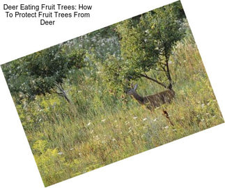 Deer Eating Fruit Trees: How To Protect Fruit Trees From Deer