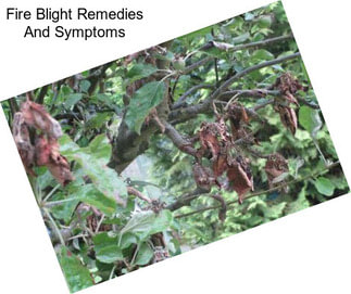 Fire Blight Remedies And Symptoms