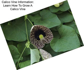 Calico Vine Information: Learn How To Grow A Calico Vine