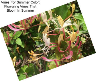 Vines For Summer Color: Flowering Vines That Bloom In Summer