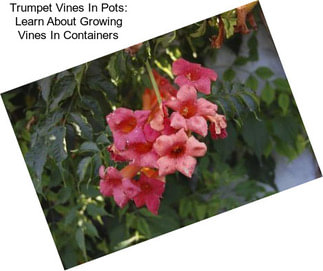 Trumpet Vines In Pots: Learn About Growing Vines In Containers