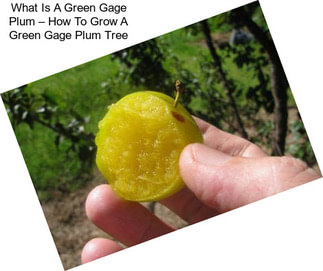 What Is A Green Gage Plum – How To Grow A Green Gage Plum Tree