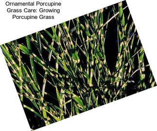 Ornamental Porcupine Grass Care: Growing Porcupine Grass