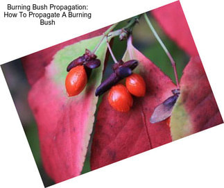 Burning Bush Propagation: How To Propagate A Burning Bush