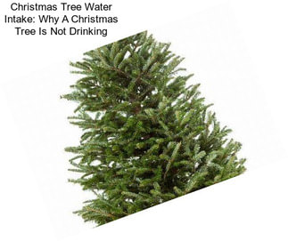 Christmas Tree Water Intake: Why A Christmas Tree Is Not Drinking