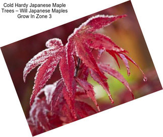 Cold Hardy Japanese Maple Trees – Will Japanese Maples Grow In Zone 3