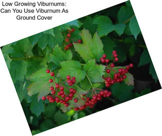 Low Growing Viburnums: Can You Use Viburnum As Ground Cover