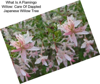 What Is A Flamingo Willow: Care Of Dappled Japanese Willow Tree