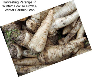 Harvesting Parsnips In Winter: How To Grow A Winter Parsnip Crop