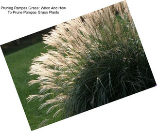 Pruning Pampas Grass: When And How To Prune Pampas Grass Plants