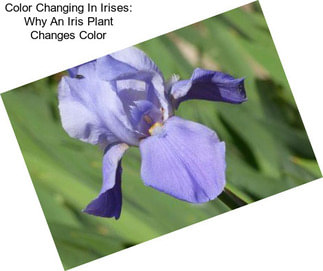 Color Changing In Irises: Why An Iris Plant Changes Color