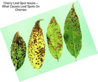 Cherry Leaf Spot Issues – What Causes Leaf Spots On Cherries