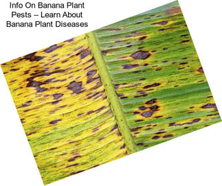 Info On Banana Plant Pests – Learn About Banana Plant Diseases