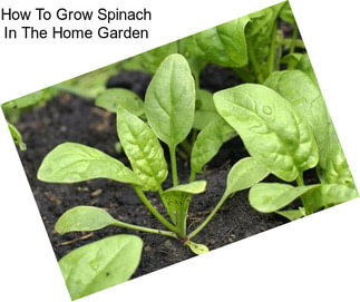 How To Grow Spinach In The Home Garden
