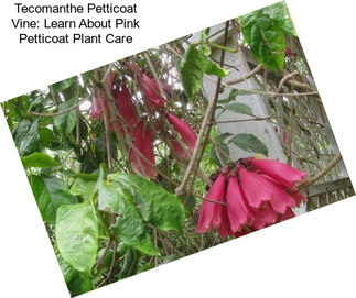 Tecomanthe Petticoat Vine: Learn About Pink Petticoat Plant Care
