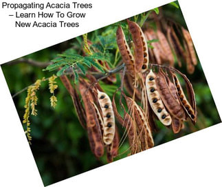 Propagating Acacia Trees – Learn How To Grow New Acacia Trees