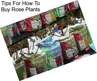 Tips For How To Buy Rose Plants