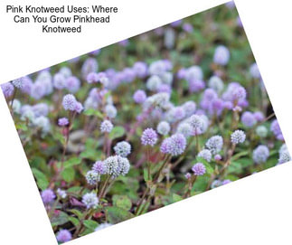 Pink Knotweed Uses: Where Can You Grow Pinkhead Knotweed