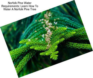 Norfolk Pine Water Requirements: Learn How To Water A Norfolk Pine Tree