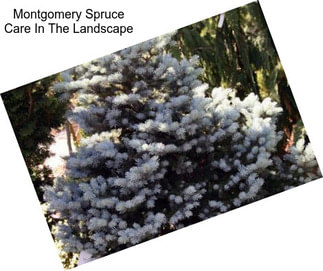 Montgomery Spruce Care In The Landscape