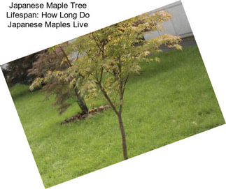 Japanese Maple Tree Lifespan: How Long Do Japanese Maples Live