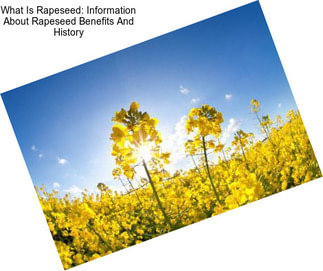 What Is Rapeseed: Information About Rapeseed Benefits And History